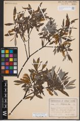 Foto von Salix eleagnos Scop.